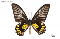 藏品(珠光裳鳳蝶)的圖片